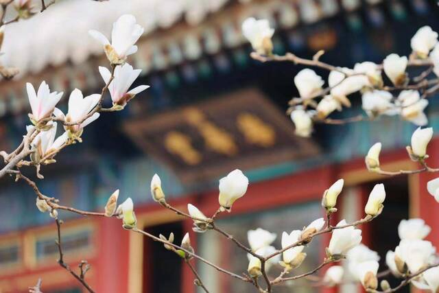 北京市属公园最全赏花攻略来了 附最佳观赏点