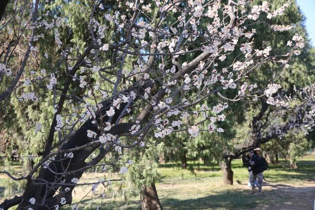 北京市属公园最全赏花攻略来了 附最佳观赏点