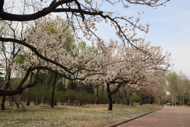 北京市属公园最全赏花攻略来了 附最佳观赏点