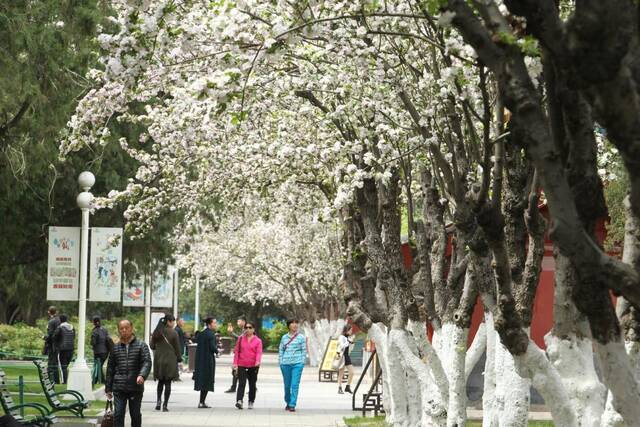 北京市属公园最全赏花攻略来了 附最佳观赏点