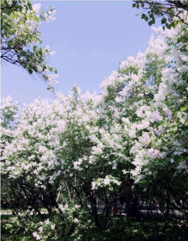 北京市属公园最全赏花攻略来了 附最佳观赏点