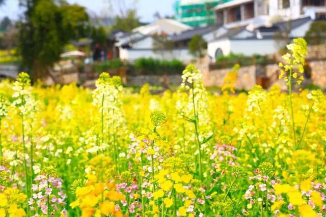 美丽的油菜花图：重庆两江新区