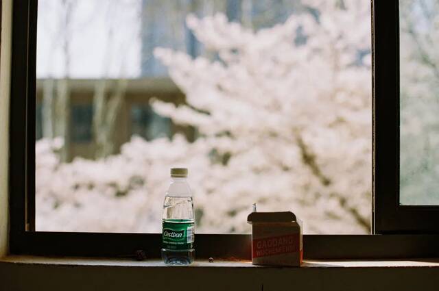 我见过最美的樱花教室，在东南大学！