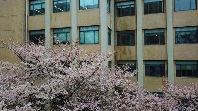 我见过最美的樱花教室，在东南大学！