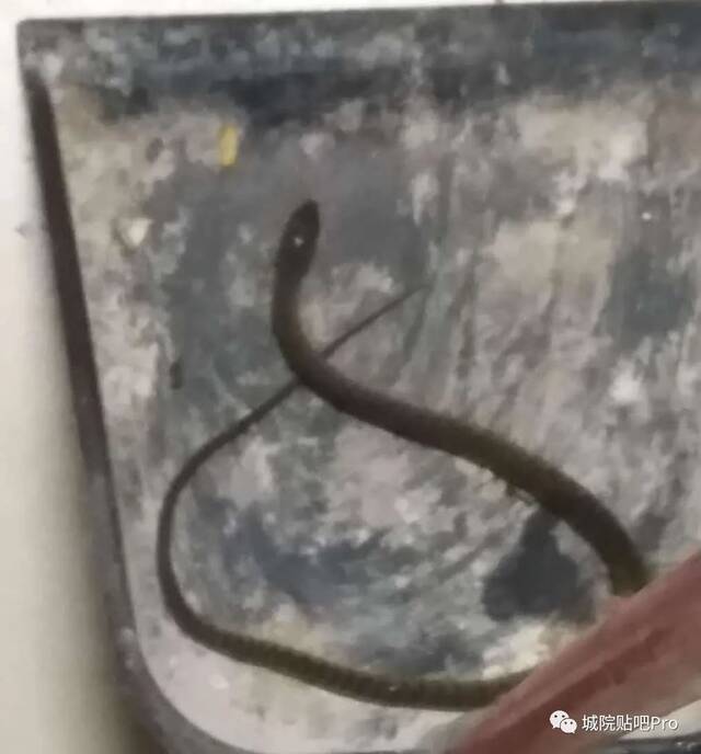 好得人惊！东莞学生在宿舍睡醒发现床边有条蛇！