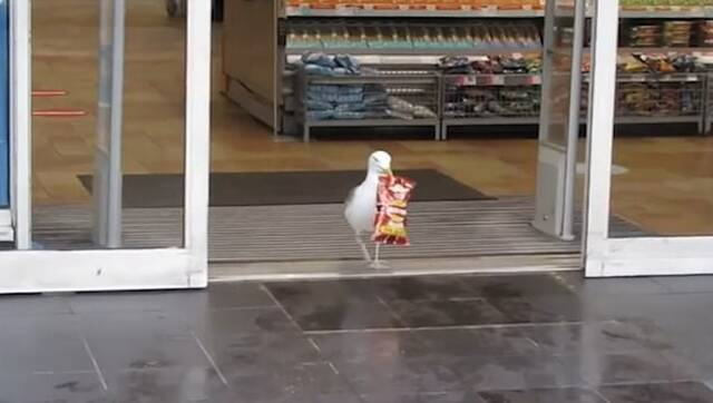 英国一只海鸥大摇大摆走进一家便利店偷走一袋零食