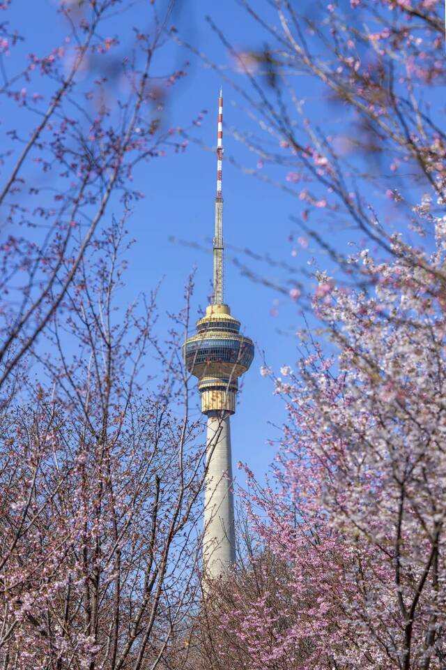 今日春分：春暖花已开，芳菲入梦来