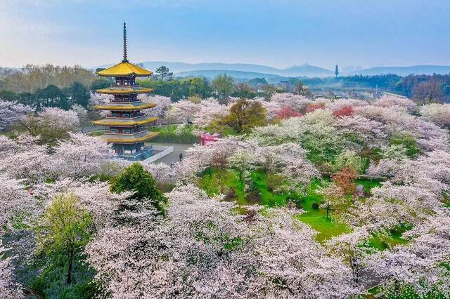 今日春分：春暖花已开，芳菲入梦来