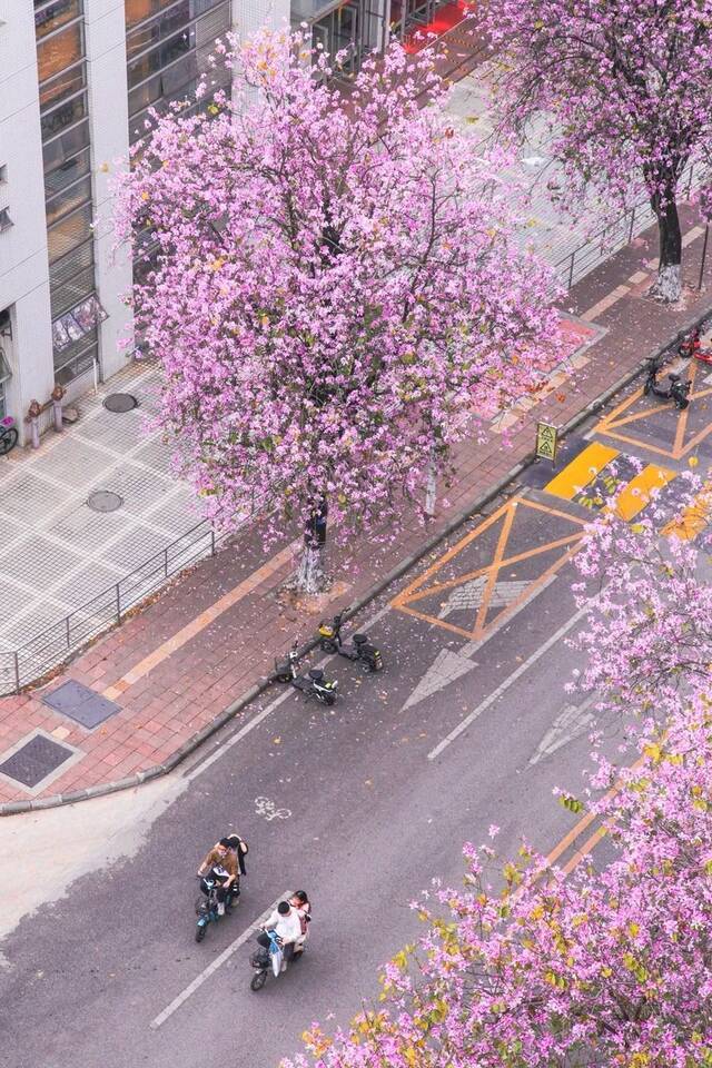 周末快乐！华农春光，分你一半