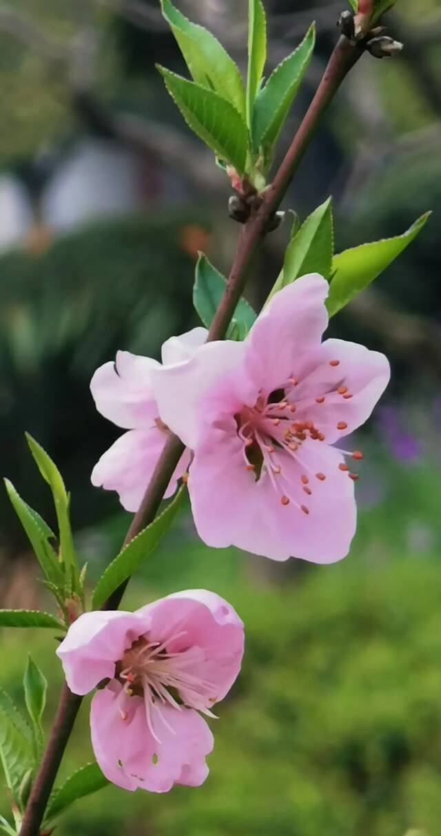 南航24节气·春分