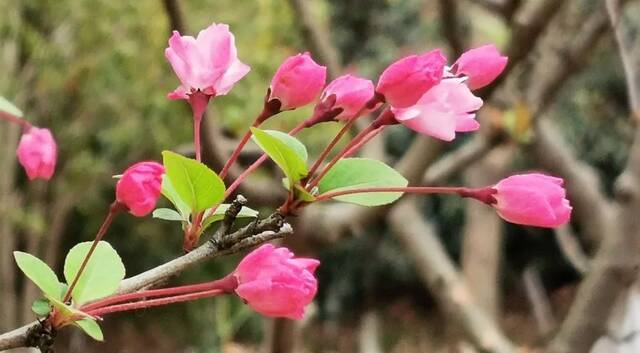 南航24节气·春分