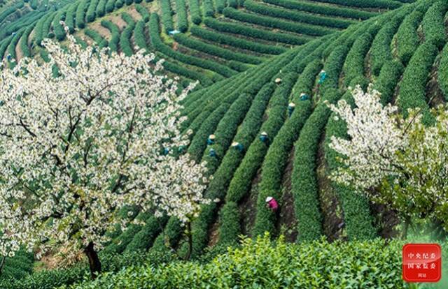 杭州龙井茶进入采摘期，层层叠叠的茶园里，茶农们忙着采摘茶叶。（杭州市淳安县纪委监委供钱德星摄）