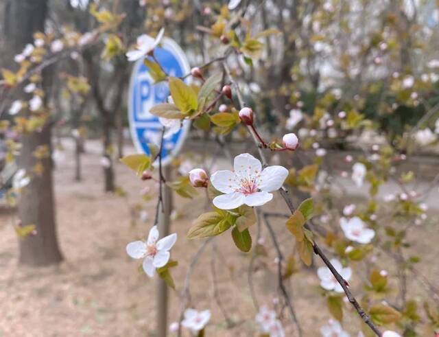 春分  百草吐绿 万木逢春