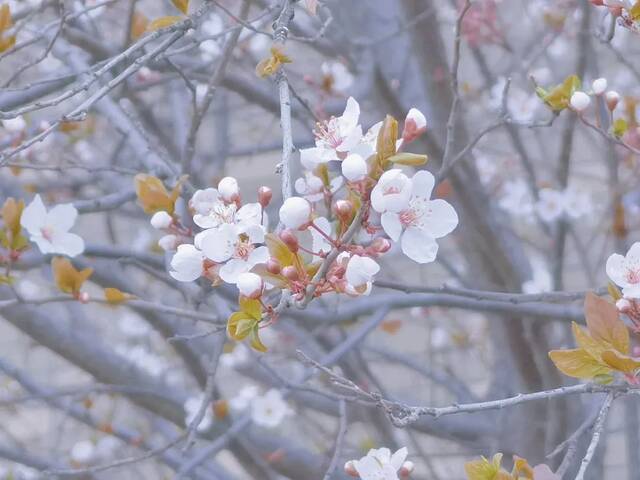 春分  百草吐绿 万木逢春