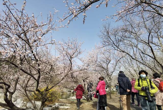 春分赏春花！北京市属公园春季花卉观赏植物今起陆续进入花期