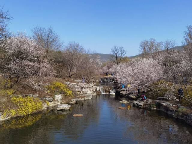 春分赏春花！北京市属公园春季花卉观赏植物今起陆续进入花期