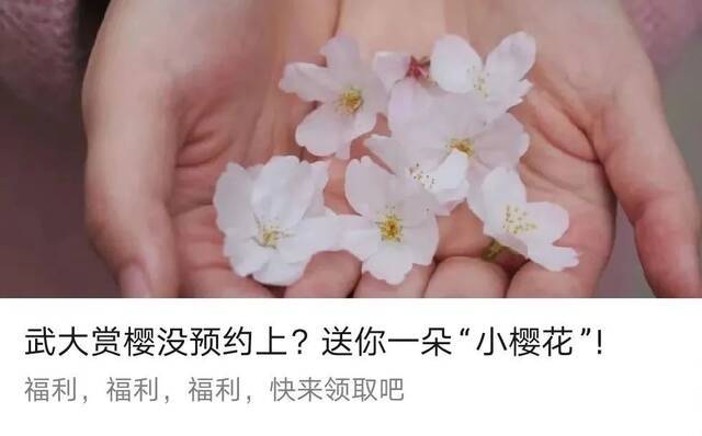 错过等一年！武大限定樱花头像框来啦