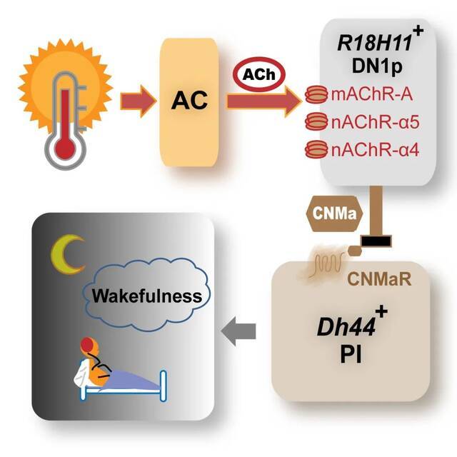 世界睡眠日！东大科研团队关于睡眠调控机制研究又有最新进展