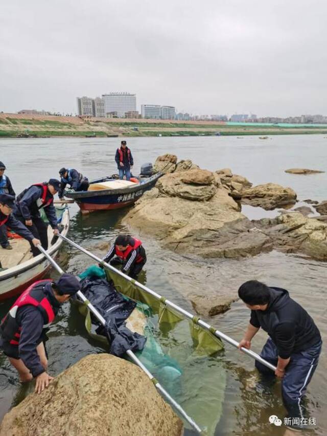 误入广西西江的中华白海豚已死亡，相关善后处理工作正在开展