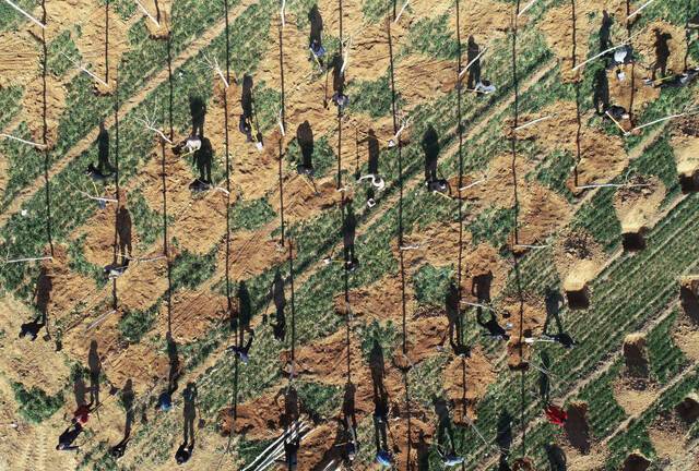 ↑志愿者在河北省武安市伯延镇伯延村植树