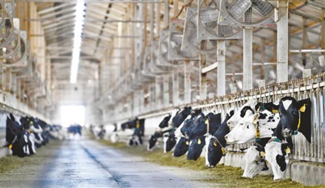宁夏农垦贺兰山奶业有限公司奶牛养殖大棚。新华社记者王鹏摄