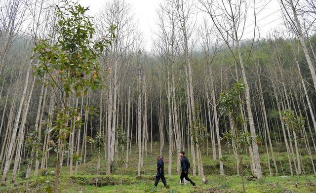 新华全媒+ 山为邻，树为伴，他们是一群扎根森林的“青山后浪”