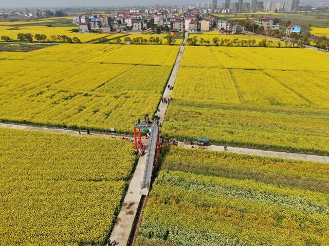 ↑在江西安义县鼎湖镇试种的彩色油菜花田。（受访者供图）