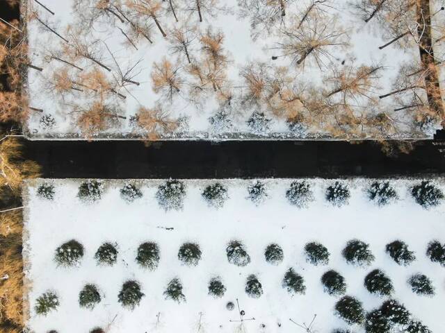 白色浪漫！好一场哈工大春雪