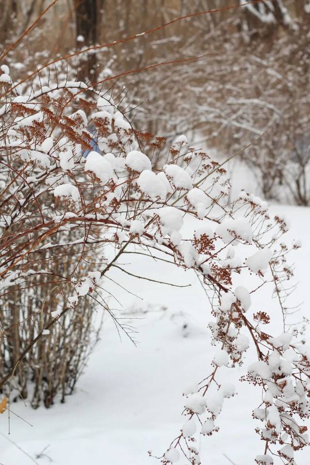 白色浪漫！好一场哈工大春雪