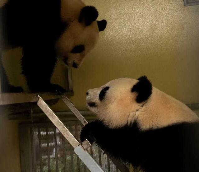 △旅法大熊猫“欢欢”和“圆仔”（图片来自动物园官网）