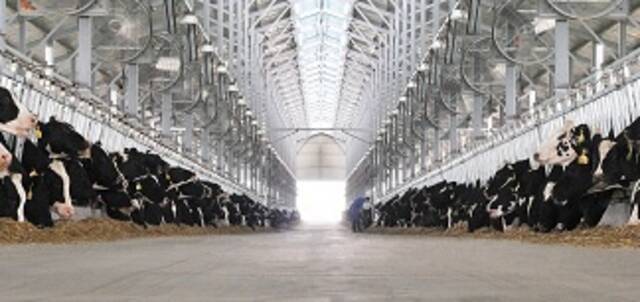 图为山东得益乳业股份有限公司牛舍内，顶部安装有温控喷淋风机。
