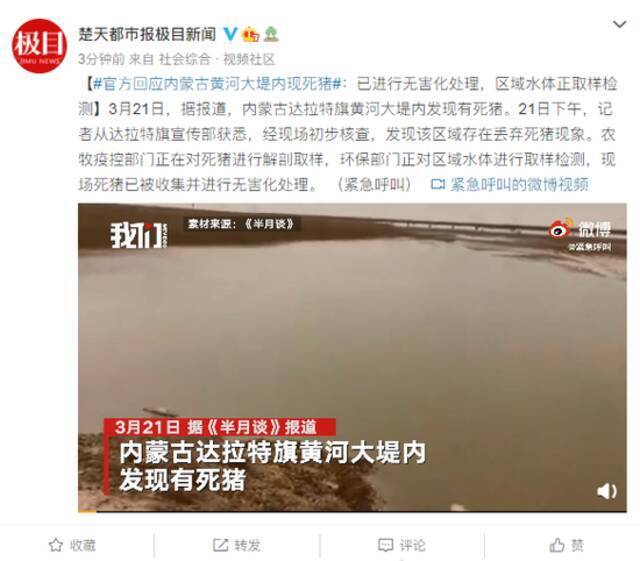 内蒙古黄河大堤内现死猪 官方回应：已无害化处理 正检测水体