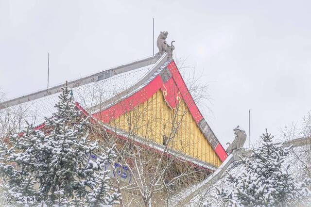 瑞雪兆百年！哈工程的春天，总有这朵花开得轰轰烈烈！