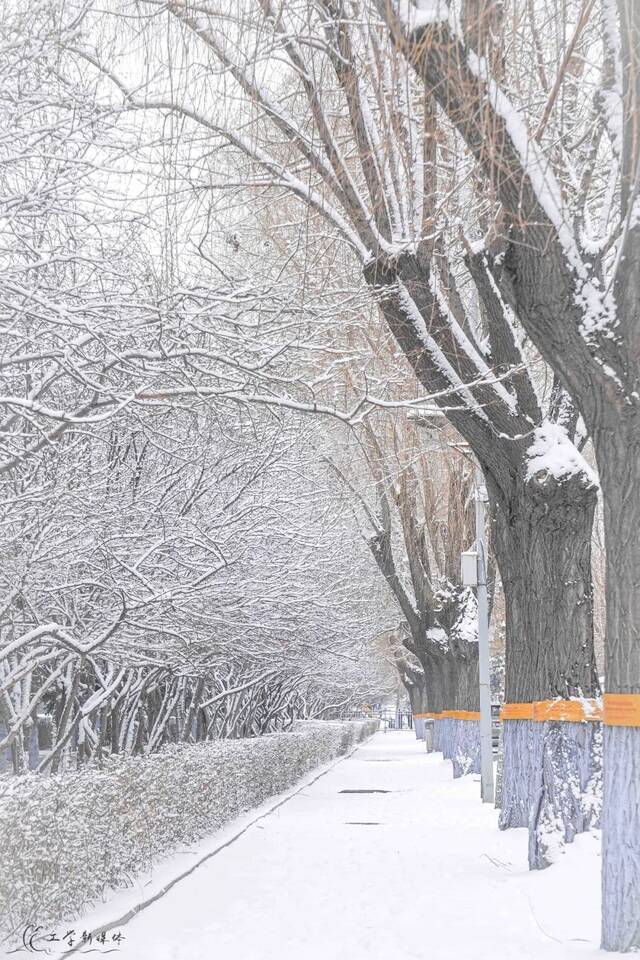 瑞雪兆百年！哈工程的春天，总有这朵花开得轰轰烈烈！