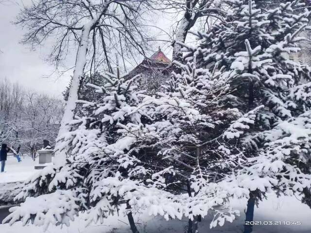 瑞雪兆百年！哈工程的春天，总有这朵花开得轰轰烈烈！