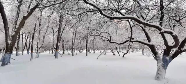 瑞雪兆百年！哈工程的春天，总有这朵花开得轰轰烈烈！