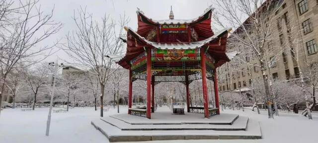 瑞雪兆百年！哈工程的春天，总有这朵花开得轰轰烈烈！