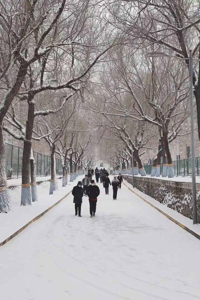 瑞雪兆百年！哈工程的春天，总有这朵花开得轰轰烈烈！