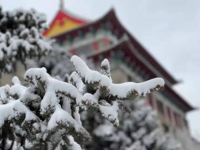 瑞雪兆百年！哈工程的春天，总有这朵花开得轰轰烈烈！