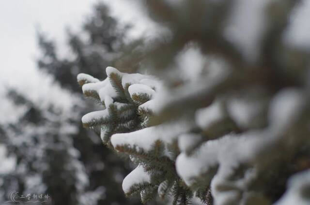 瑞雪兆百年！哈工程的春天，总有这朵花开得轰轰烈烈！