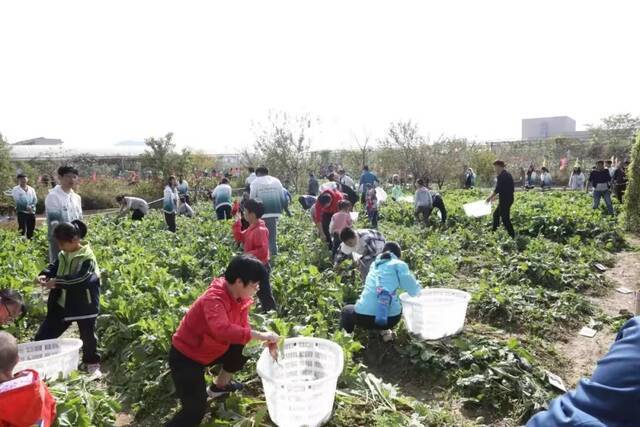 这门课，我们一直这么上  一堂开在田间地头的思政课