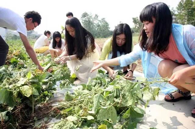 这门课，我们一直这么上  一堂开在田间地头的思政课