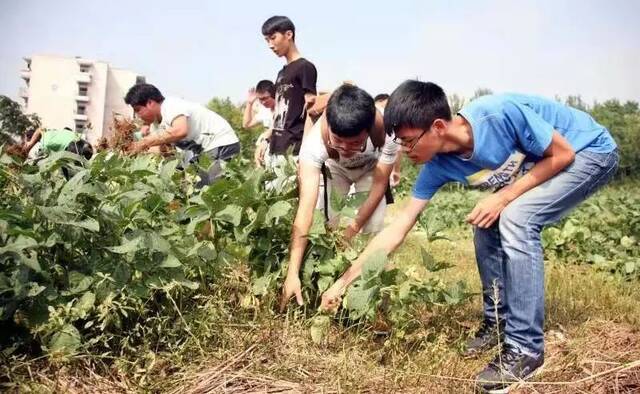 这门课，我们一直这么上  一堂开在田间地头的思政课