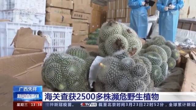 没有进出口出入证 这些濒危野生植物禁止出境！