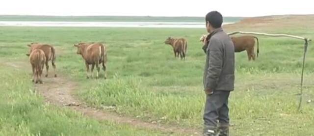 江西鄱阳一乡养牛户被通知“必须卖掉养的牛”，当地回应