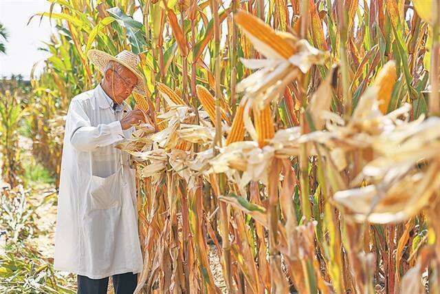 日前，玉米育种专家程相文在三亚南繁育种基地观察玉米生长情况。新华社记者张丽芸摄