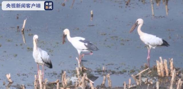 白眉鸭、鹤鹬、红嘴巨鸥！云南异龙湖越冬候鸟中首次发现三种野生鸟类