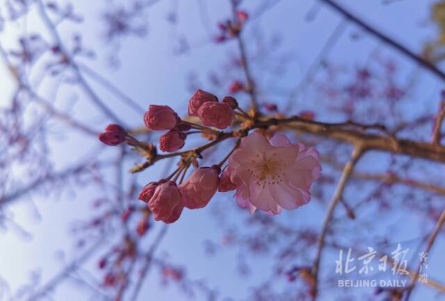 百花齐放春满园！京城9家市属公园最佳赏花处，都在这儿了