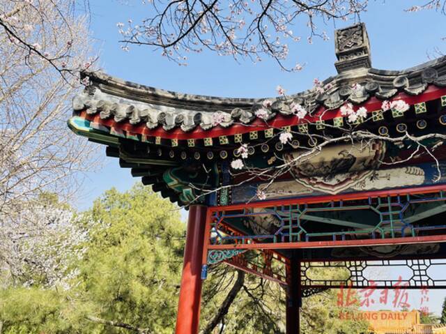 百花齐放春满园！京城9家市属公园最佳赏花处，都在这儿了