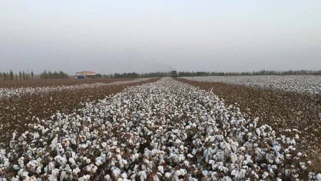 耐克、阿迪达斯单日市值蒸发超700亿，哈密农场主告诉你，棉花是这样采的